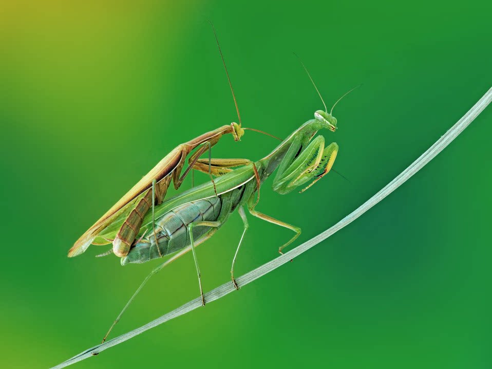 吃掉雄螳螂实属无奈之举,是因为我们机体饿了,不足以支撑孕育.