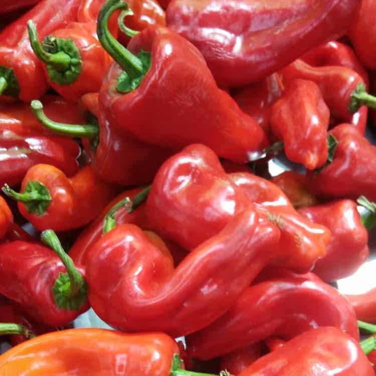 新鲜红辣椒 农家自种菜椒泡椒 微辣灯笼椒甜辣椒现摘500g