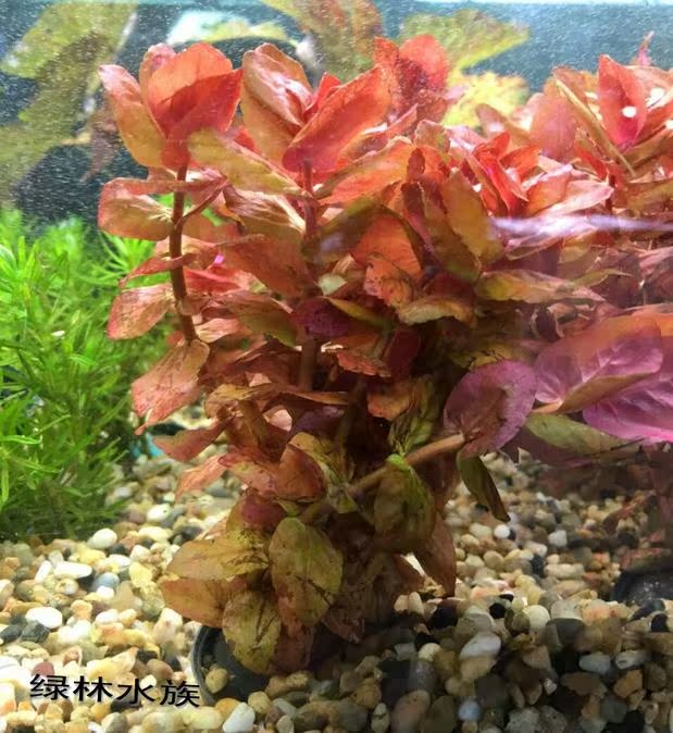 热带观赏鱼缸水族箱造景真水草中后景红蝴蝶水草超红蝴蝶草