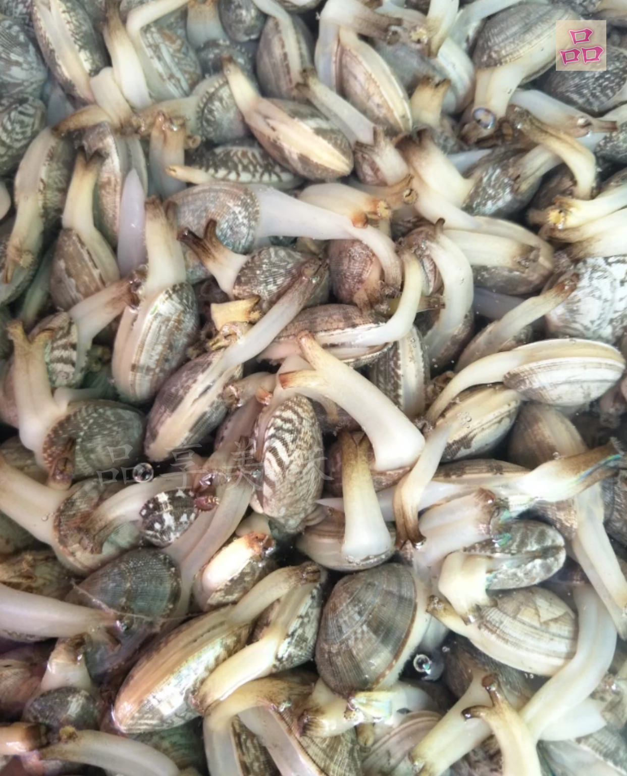 大排档烹饪花蛤的秘诀,喝酒的美食首选