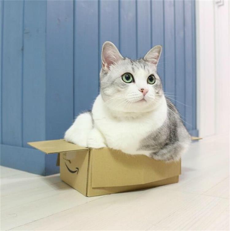 猫生病有哪些表现?别让你的忽视成为遗憾10