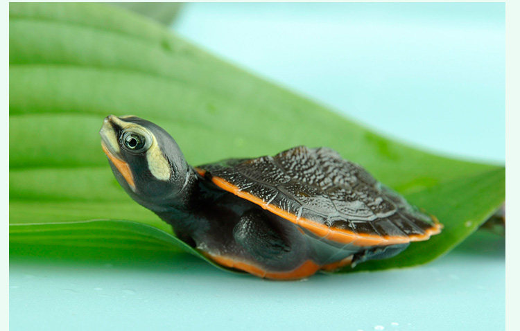 【呈宝龟】圆澳龟活体龟苗红腹龟宠物深水观赏大小乌