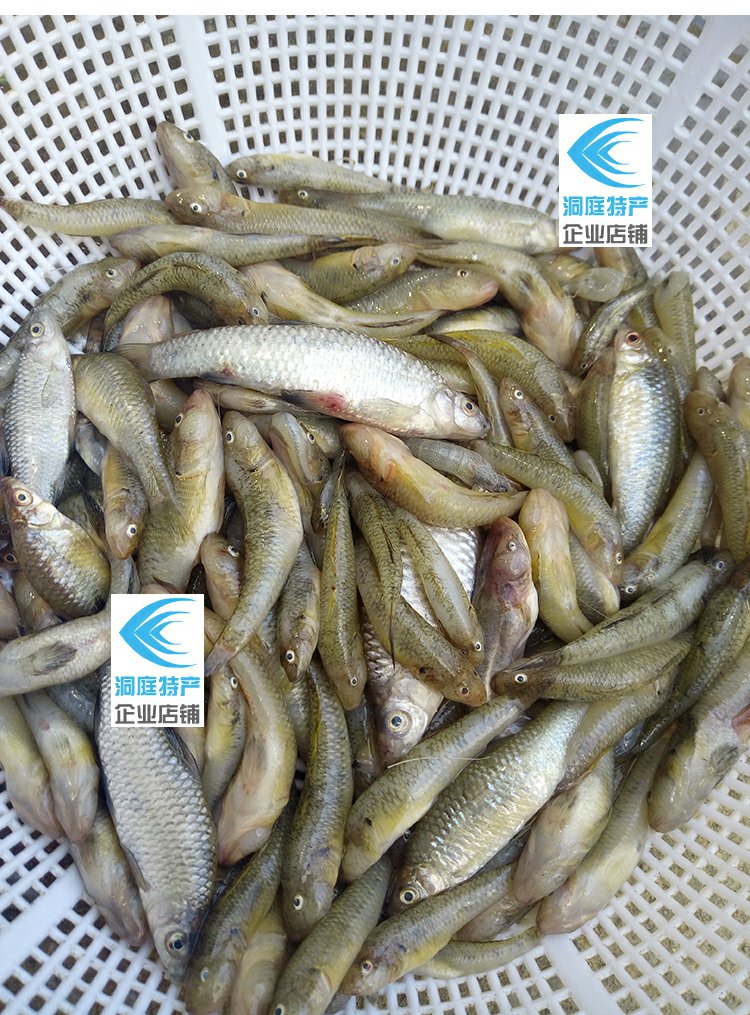 湖南益阳洞庭湖特产新鲜鱼仔现抓小河鱼野生鱼淡水鱼清水鱼嫩子鱼