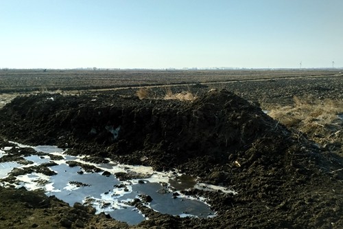 为什么黑土地种出的农作物好吃?