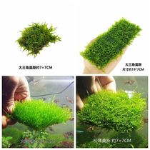 Flame Grand Triangle Moss Green Matsutake matsutake aquarium aquarium fish tank landscape phoenix tail Moss