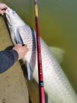 Morino Circuit 2nd Generation Track Battle Blue Black Pit Blue Fish Particle Bait specializes in Fish Grass Fish Nest Material Big Things and Small Medicines