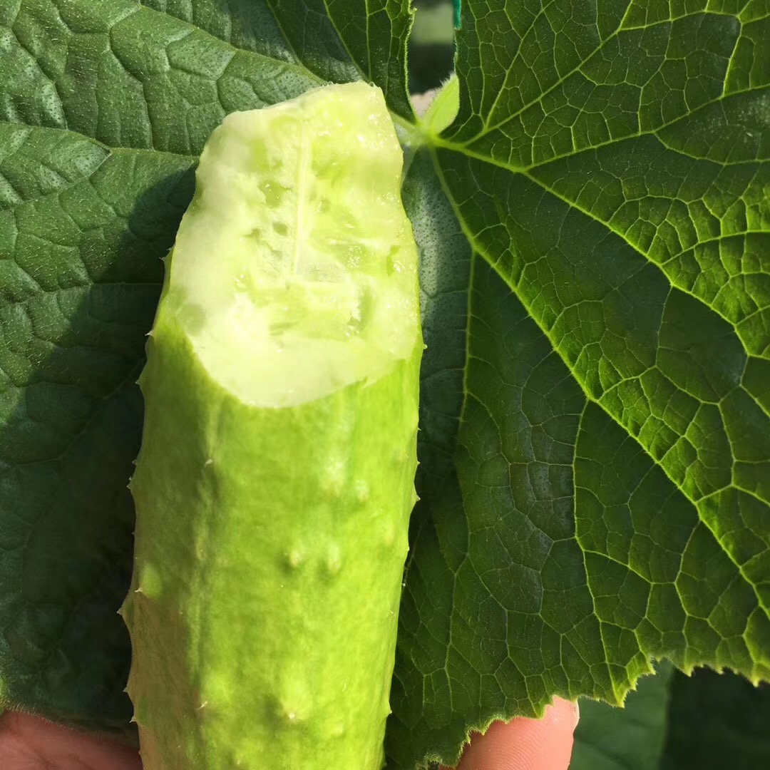 海阳白玉黄瓜新鲜水果小黄瓜5斤包邮当季脆嫩白黄瓜蔬菜水果青瓜