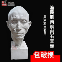 Fishermen Muscle Anatomy Plaster Statue of plaster bust Fine art Writing raw peasant head plaster statue teaching aids H56CM