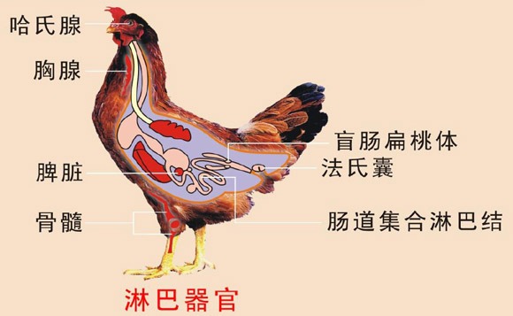 鸡胸腺位置及形态图片