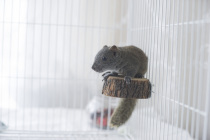 Pet station wooden platform springboard hamster squirrel Golden Bear Flower Branch mouse toy honey bag glide small pet molar supplies