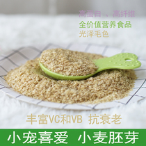 Hamster squirrel Flower Branch Rat macaroni honey pear-eating snacks raw wheat germ weaning and milk grain