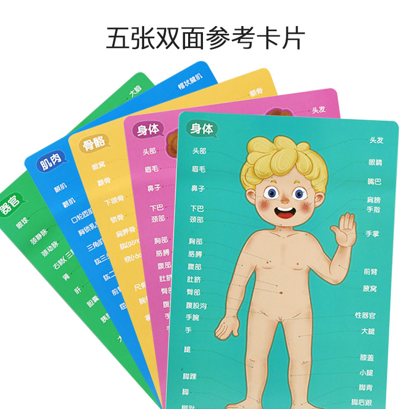 幼儿童人体磁性拼图宝宝益智力开发动脑4女孩5男孩7早教玩具3-6岁