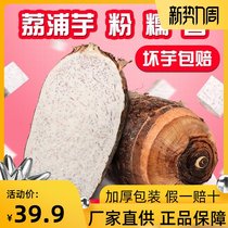 Authentic fresh Lipu taro now dig betel nut taro hair taro farm planting Guilin specialty 5 kg 2 packs