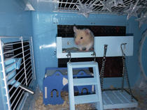 (In-store Merchandise Full RMB20 ) Dock climbing Climbing Barn Autumn Thousands Khamster Golden Silk Bear DIY Colorful Wooden Terrace