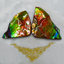 Bi Jincai Natural Canadian Spotted Gems Colorful Pair Snail Fossils