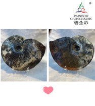 Bi Jincai Natural Canadian Spotted Gem Spotted Snail Snail Fossil