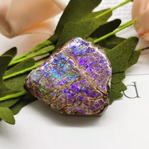 Bi Jincai Natural Canadian Spotted Gem Plain Plaid Snail Fossil