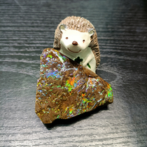 Bi Jincai Natural Canadian Spotted Gem Plain Plaid Snail Fossil