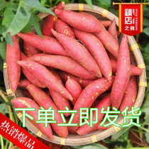 Honey potato sweet potato raw fresh 10kg Tangshan tobacco potato 25 cooked sweet potato dried sweet potato farm self-planted yellow heart sweet baked potato