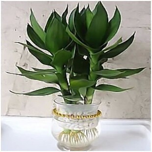 观音竹 水培植物 花卉/绿植盆栽阳台窗台兰花冬季美观茶几