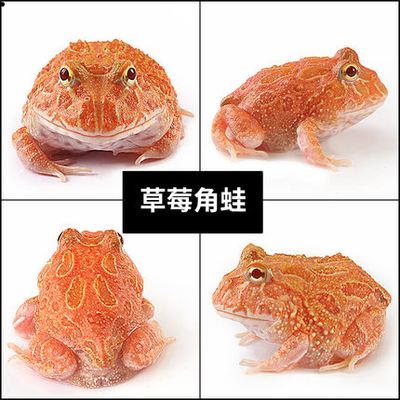 宠小丑蛙绿角蛙活体草莓南瓜爬虫黄金爬比卡丘非洲牛蛙宇治宠物批