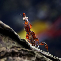 African Ghost Mantis Live Pet Insect Live Chinese Big Knife Mantis Pet Orchid Large Giant Mantis