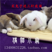 Baby live lop-eared rabbit rabbit rabbit pet rabbit British mini short hair Dodge rabbit Dutch fold-eared rabbit