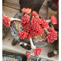 T01 11th (No. 061-080) (South Korea fleshy live broadcast) Fairy Jingtian boutique Dongyun Lao Pile