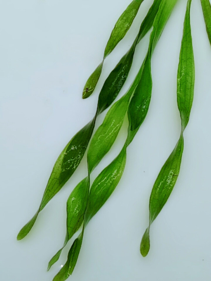 鱼缸真水草缸植物造景无需co2新手阴性水草纽兰扭兰活水草中后景