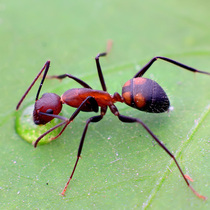 Nikoba Bow Ant C nicobaresis Pet Ant Ant Ant Live Birthday Gift Photography