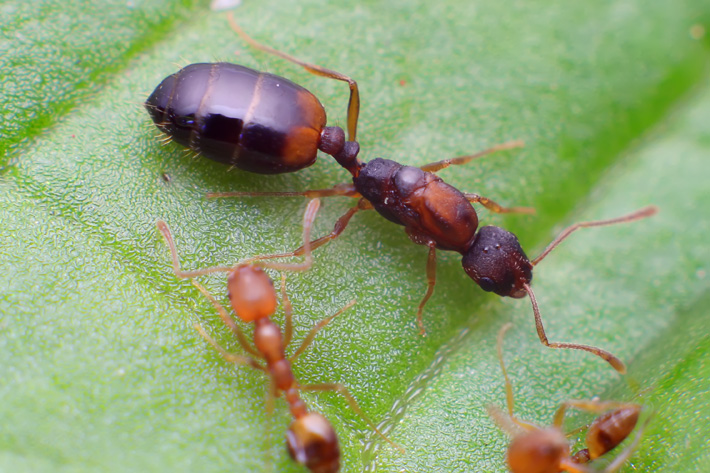 法老小家蚁monomorium pharaonis 宠物蚂蚁活体