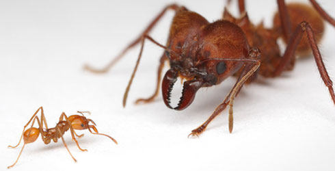 阿塔切叶蚁attasexdens宠物蚂蚁活体