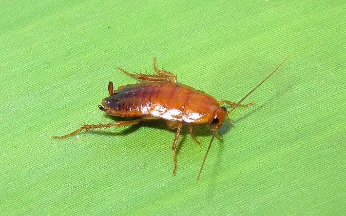 樱桃蟑螂‖幼体0.40.6cm‖1元10只,五元起拍