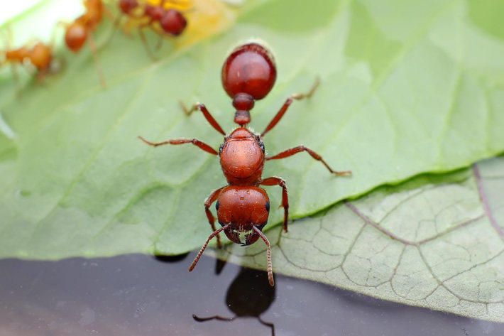 石竹芭芭特斯‖pogonomyrmex barbatus 宠物蚂蚁活体