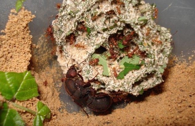 阿塔切叶蚁attasexdens宠物蚂蚁活体