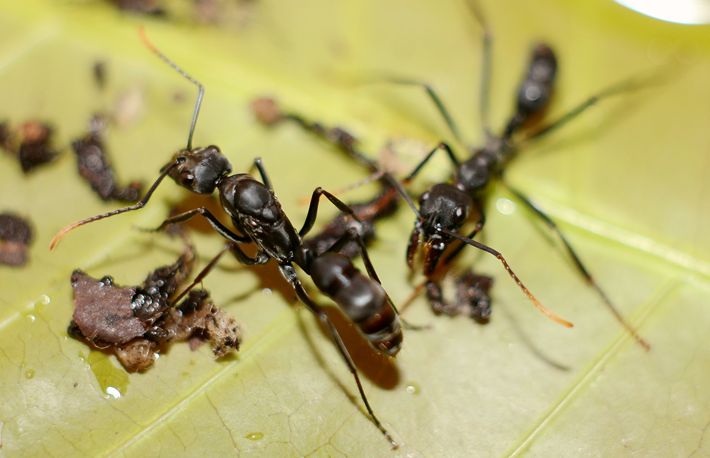 长齿尖尾猛蚁 pachycondyla apicalis