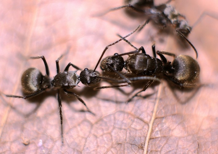 梅氏多刺蚁polyrhachis illaudata 宠物蚂蚁活体