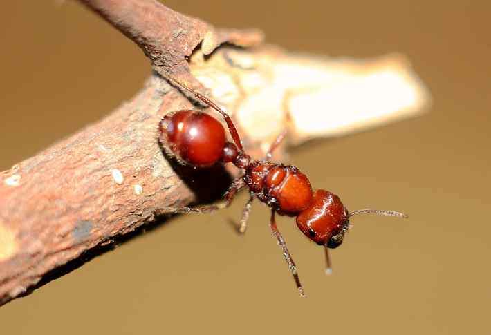 大石竹pogonomyrmex sp 宠物蚂蚁活体