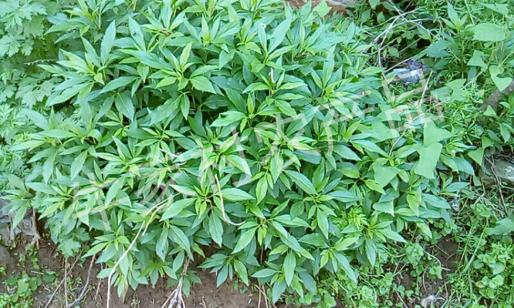 新鲜河南顺香草佩兰省头草兰草香草佩兰大泽枇杷膏中药材草苗带土