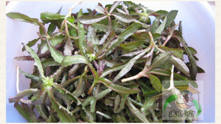 凉麻菜,凉麻_大山谷图库