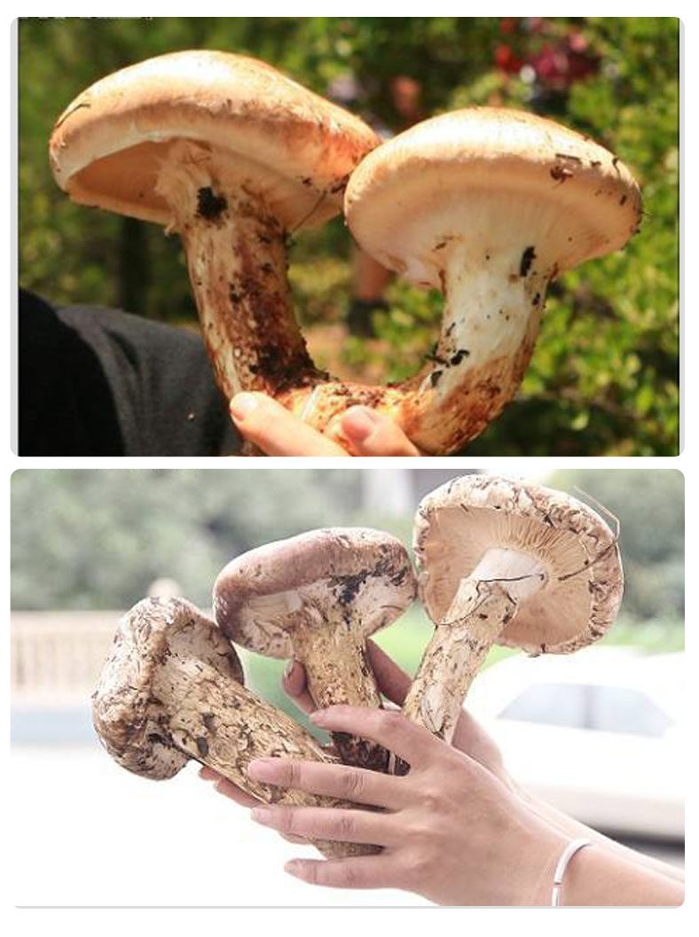 2019年云南新鲜野生松茸三级开伞9公分以上冷链发货500克全国包邮