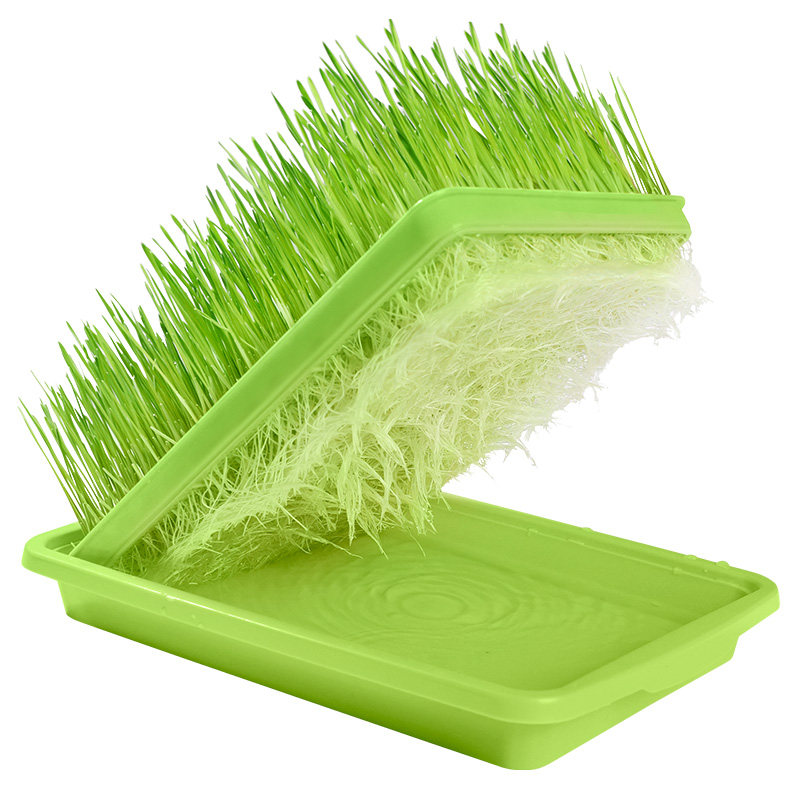 猫草水培猫草种子种植套装猫咪化毛膏去毛球猫草种籽猫零食猫薄荷