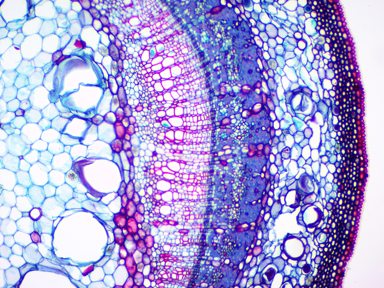 生物显微镜常规标本切片套装动物植物组织细胞玻璃载玻片学生实验