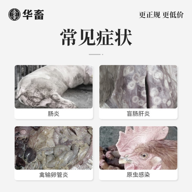 Huazhu Veterinary Drug Dimenidazole Premix Trichomonas Protozoa Anthelmintic Drug Ileitis Swine Dysentery Chicken, Duck and Pigeon Medicine