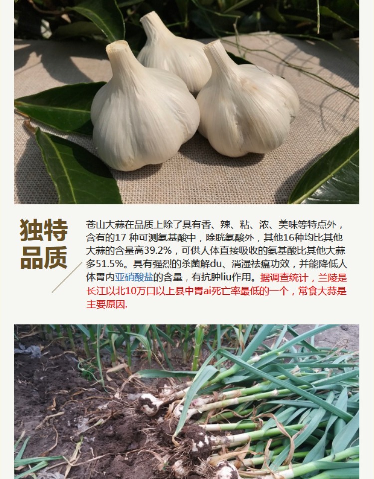 山东苍山大蒜5斤装 农家自种笨大蒜头低价包邮老品种四六瓣蒜种子