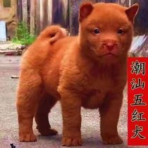 Chaoshan Five Red Dog Puppies Dogs Live Red Native Dog Native Hound Chinese Pastoral Dog Red Puppies