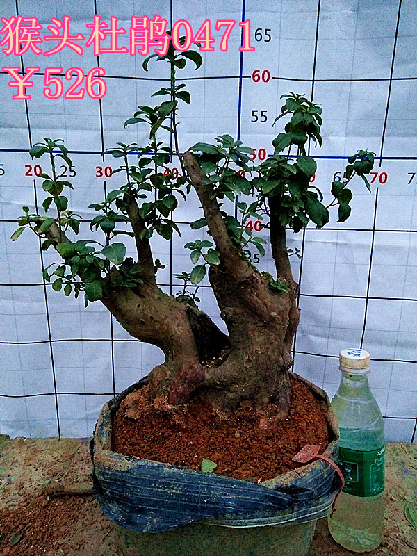 精品野生猴头杜鹃下山桩杜鹃树桩盆景清明花室内花卉盆景庭院绿植_7折