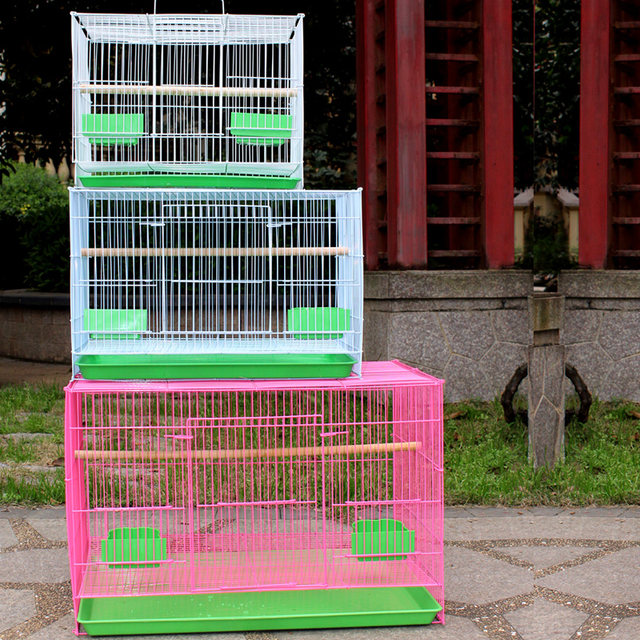 ຮັງນົກ, ນົກກາງແກ, ຝຸງດຳ, budgerigar, starling, quail, ຂະຫນາດໃຫຍ່ພິເສດ, ຂະຫນາດໃຫຍ່ພິເສດ, ການລ້ຽງແລະການປັບປຸງພັນຂະຫນາດນ້ອຍໃນຄົວເຮືອນ