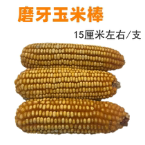 Natural molar corn cob molar corn rabbit ChinChin guinea pig pig molars health snacks