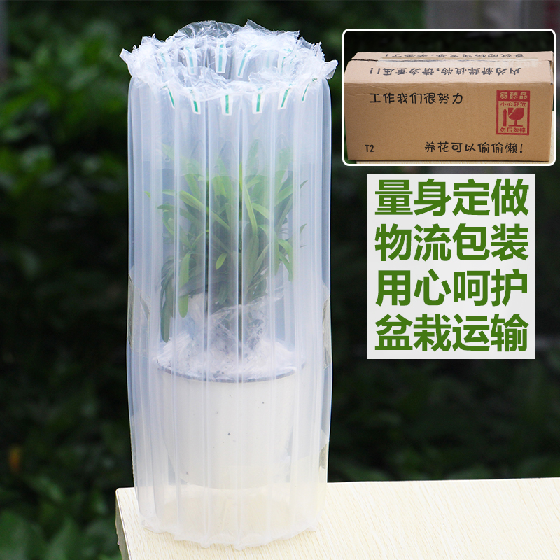 仙人球多肉植物组合仙人掌盆栽办公室桌面防辐射水培肉肉植物盆景产品展示图3